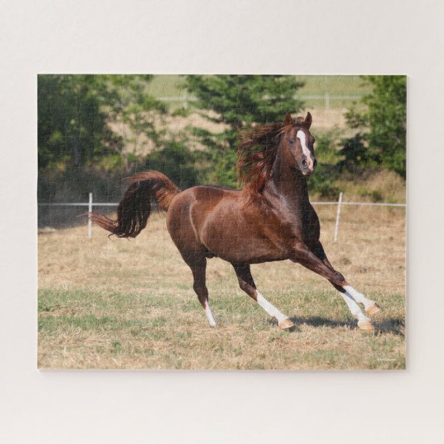 Bob Langrish | Chestnut Arab Stallion Running 3 Jigsaw Puzzle (Horizontal)