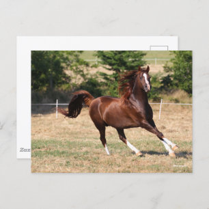 Bob Langrish Chestnut Arab Stallion Running 3 Postcard