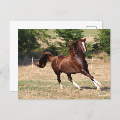 Bob Langrish  Chestnut Arab Stallion Running 3 Postcard