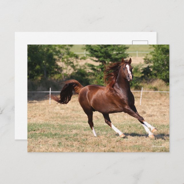 Bob Langrish | Chestnut Arab Stallion Running 3 Postcard (Front/Back)