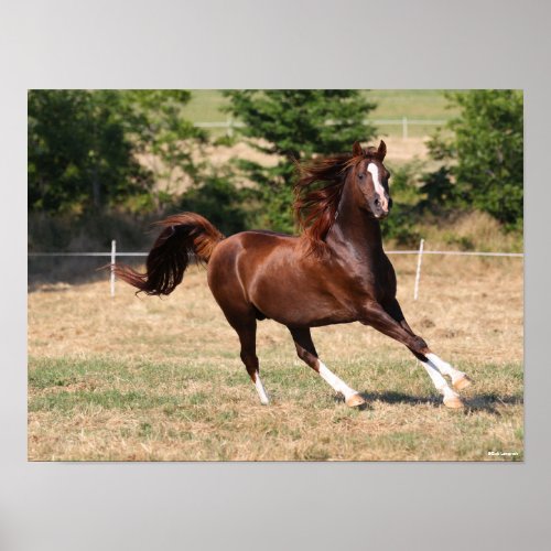 Bob Langrish  Chestnut Arab Stallion Running 3 Poster