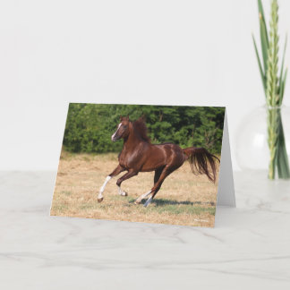 Bob Langrish | Chestnut Arab Stallion Running Card