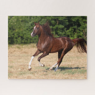 Bob Langrish   Chestnut Arab Stallion Running Jigsaw Puzzle