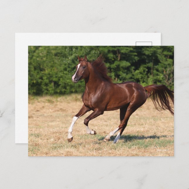 Bob Langrish | Chestnut Arab Stallion Running Postcard (Front/Back)