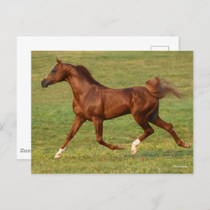 Bob Langrish   Chestnut Arab Stallion Running Postcard