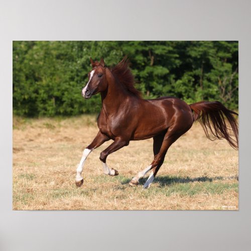 Bob Langrish  Chestnut Arab Stallion Running Poster