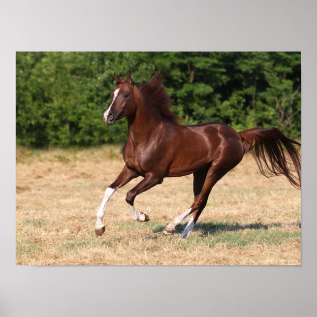 Bob Langrish | Chestnut Arab Stallion Running Poster (Front)