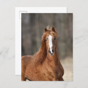 Bob Langrish   Chestnut Hackney Headshot Postcard