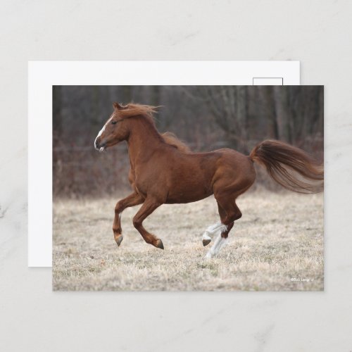 Bob Langrish  Chestnut Hackney Pony Running Postcard