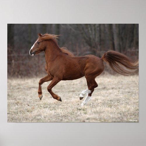 Bob Langrish  Chestnut Hackney Pony Running Poster