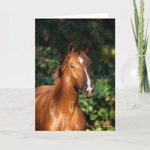 Bob Langrish   Chestnut Hanoverian Horse Headshot Card