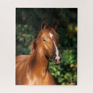Bob Langrish Chestnut Hanoverian Horse Headshot Jigsaw Puzzle