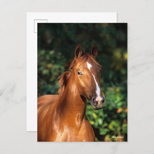 Bob Langrish  Chestnut Hanoverian Horse Headshot Postcard