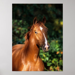 Bob Langrish   Chestnut Hanoverian Horse Headshot Poster