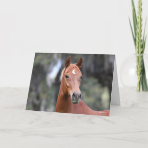 Bob Langrish   Chestnut Oldenburg Headshot Card