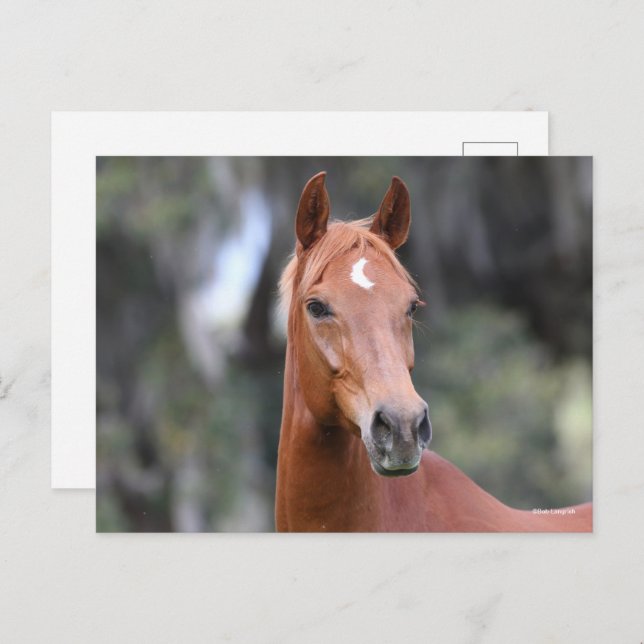 Bob Langrish | Chestnut Oldenburg Headshot Postcard (Front/Back)