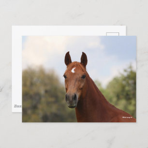 Bob Langrish   Chestnut Oldenburg headshot Postcard