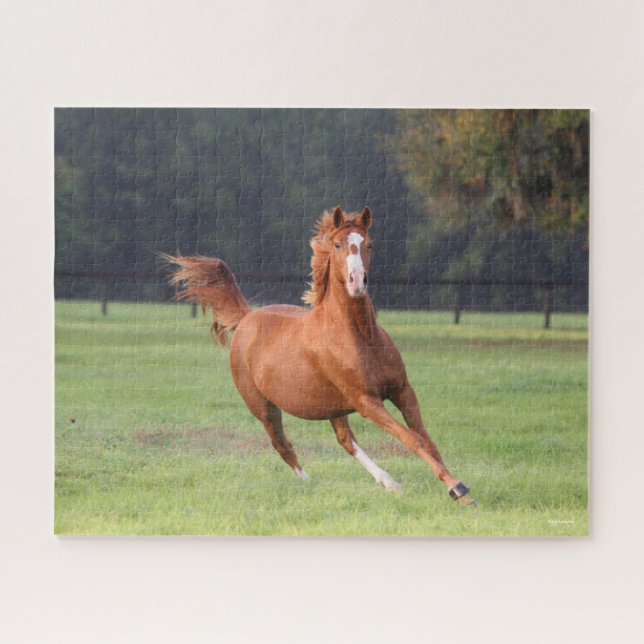 Bob Langrish | Chestnut Oldenburg Running Jigsaw Puzzle (Horizontal)