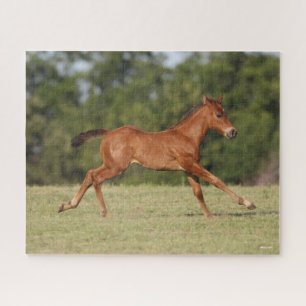 Bob Langrish Chestnut Quarter Horse Foal Running Jigsaw Puzzle