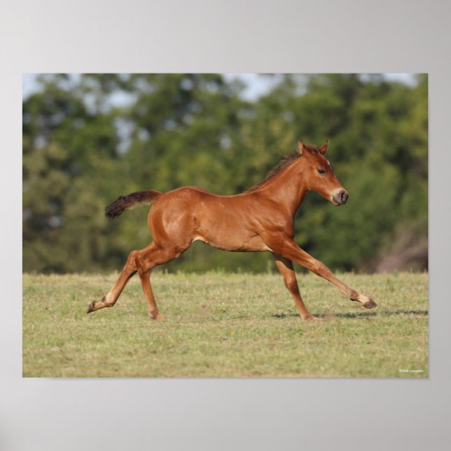 Bob Langrish | Chestnut Quarter Horse Foal Running Poster (Front)