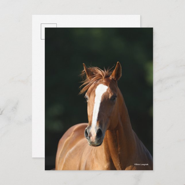 Bob Langrish | Chestnut Quarter Horse Headshot Postcard (Front/Back)