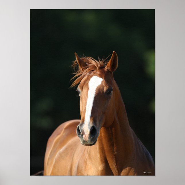 Bob Langrish | Chestnut Quarter Horse Headshot Poster (Front)