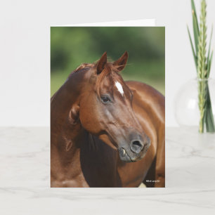 Bob Langrish Chestnut Quarter Horse Mare Headshot Card