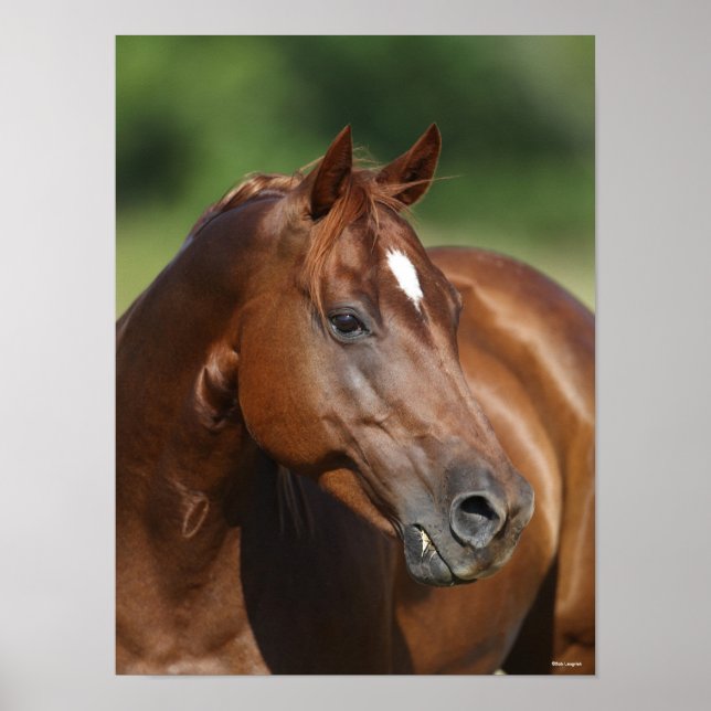 Bob Langrish Chestnut Quarter Horse Mare Headshot Poster (Front)