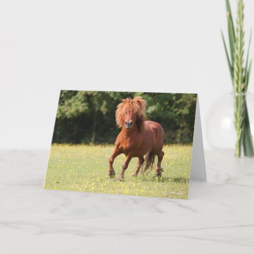 Bob Langrish  Chestnut Shetland Pony Stallion Card