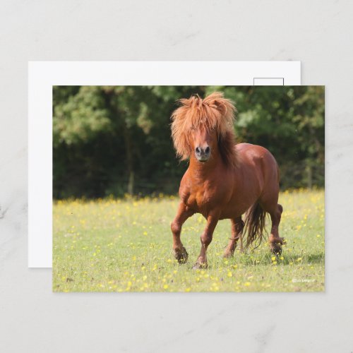 Bob Langrish  Chestnut Shetland Pony Stallion Postcard