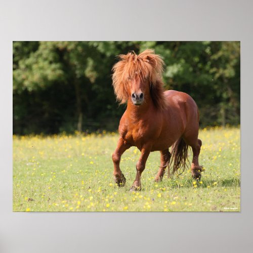 Bob Langrish  Chestnut Shetland Pony Stallion Poster