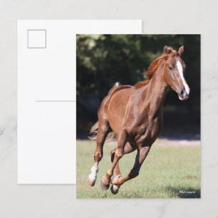 Bob Langrish Chestnut Tennessee Walker Running Postcard