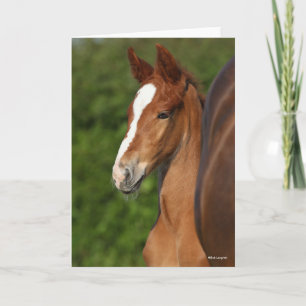 Bob Langrish   Chestnut Warmblood Foal Headshot Card