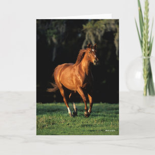 Bob Langrish Chestnut Warmblood Mare Running Card