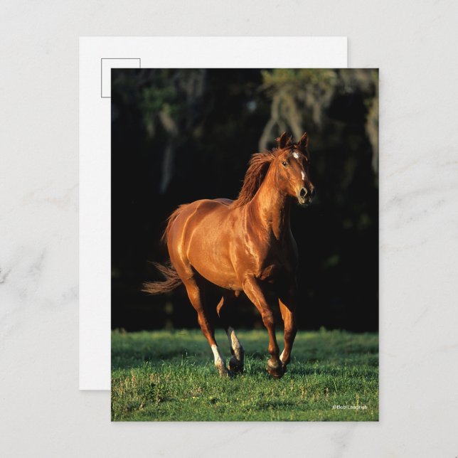 Bob Langrish | Chestnut Warmblood Mare Running Postcard (Front/Back)