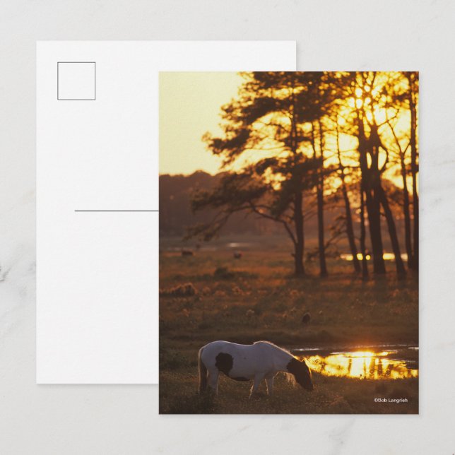 Bob Langrish Chincoteague Horse Grazing At Sunset Postcard (Front/Back)