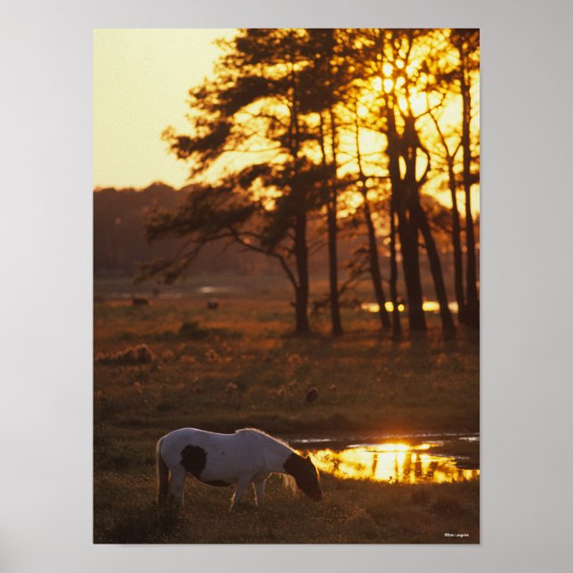 Bob Langrish Chincoteague Horse Grazing At Sunset Poster (Front)