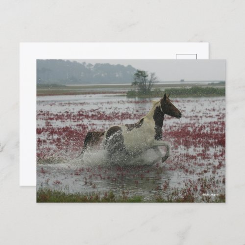 Bob Langrish  Chincoteague Horse Running In Water Postcard