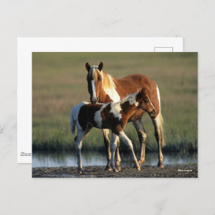 Bob Langrish Chincoteague Mare and Foal Standing Postcard