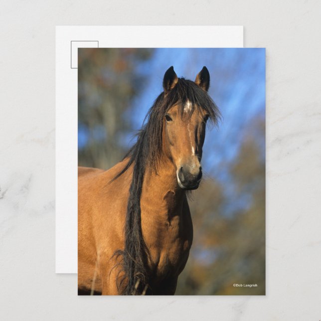 Bob Langrish | Choctaw Pony Headshot Postcard (Front/Back)