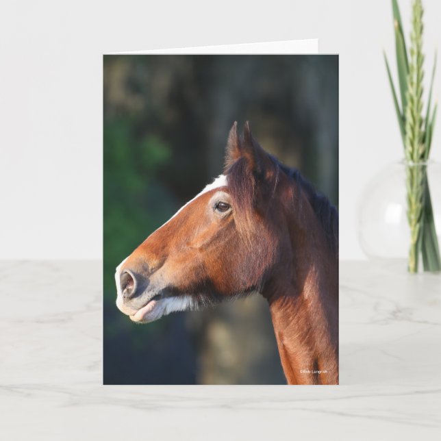 Bob Langrish | Clydesdale headshot Card (Front)