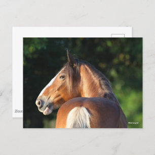 Bob Langrish   Clydesdale Horse headshot Postcard