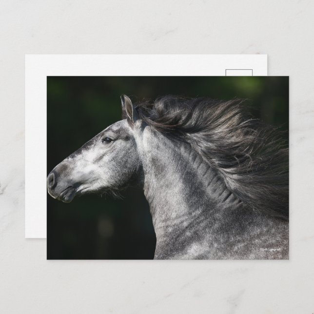 Bob Langrish | Dapple Grey Andalucian headshot Postcard (Front/Back)