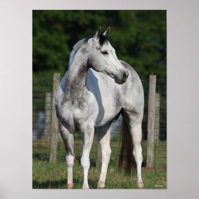 dapple grey quarter horse
