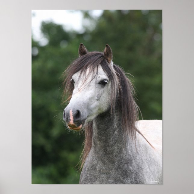 Bob Langrish | Dapple Grey Welsh Pony Headshot Poster (Front)