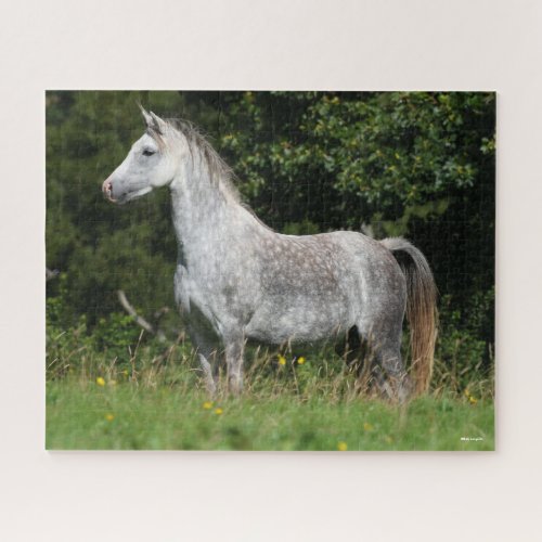 Bob Langrish  Dapple Grey Welsh Pony Standing Jigsaw Puzzle