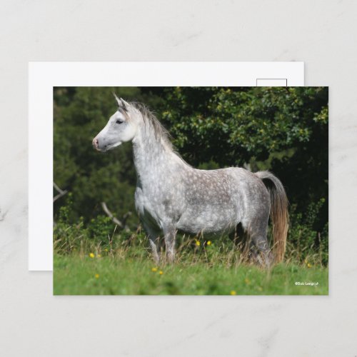 Bob Langrish  Dapple Grey Welsh Pony Standing Postcard