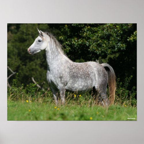 Bob Langrish  Dapple Grey Welsh Pony Standing Poster