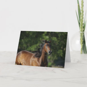 Bob Langrish   Dark Bay Quarter Horse Headshot Card