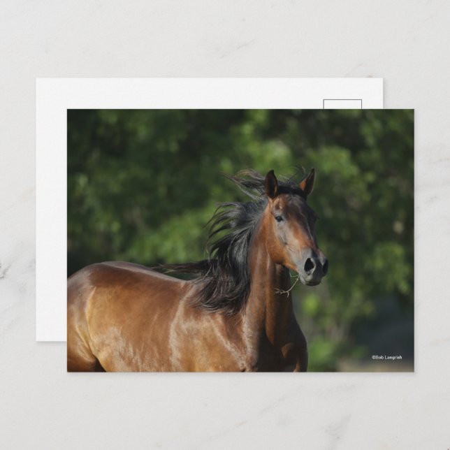 Bob Langrish | Dark Bay Quarter Horse Headshot Postcard (Front/Back)